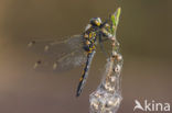 Northern White-faced darter (Leucorrhinia rubicunda)