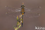 Northern White-faced darter (Leucorrhinia rubicunda)