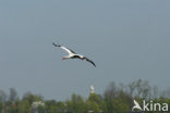 White Stork (Ciconia ciconia)