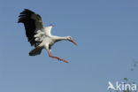 White Stork (Ciconia ciconia)