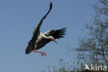 White Stork (Ciconia ciconia)