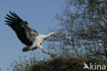 White Stork (Ciconia ciconia)