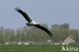 White Stork (Ciconia ciconia)