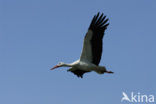 White Stork (Ciconia ciconia)