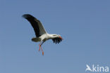 White Stork (Ciconia ciconia)