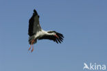 White Stork (Ciconia ciconia)