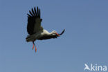 White Stork (Ciconia ciconia)