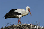 White Stork (Ciconia ciconia)