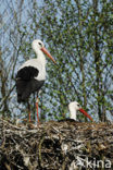 White Stork (Ciconia ciconia)