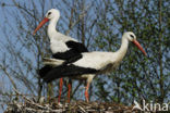 White Stork (Ciconia ciconia)