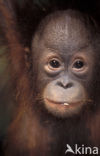 Orang oetan (Pongo pygmaeus) 