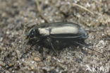 Amara ovata