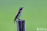 Whinchat (Saxicola rubetra)