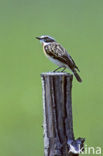 Paapje (Saxicola rubetra) 