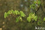 Paardenkastanje (Aesculus hippocastanum)