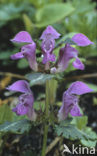 purple Dead-nettle (Lamium purpureum)