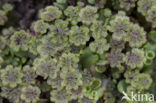 Common Liverwort (Marchantia polymorpha)