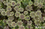 Common Liverwort (Marchantia polymorpha)