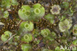 Common Liverwort (Marchantia polymorpha)