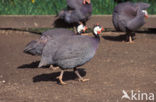 Helmeted Guineafowl (Numida meleagris)