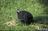 Helmeted Guineafowl (Numida meleagris)