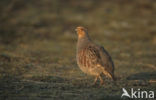 Patrijs (Perdix perdix) 