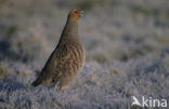 Patrijs (Perdix perdix) 