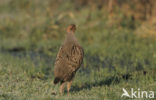 Patrijs (Perdix perdix) 