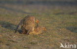 Patrijs (Perdix perdix) 