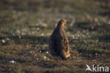 Patrijs (Perdix perdix) 