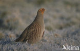 Patrijs (Perdix perdix) 