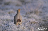 Patrijs (Perdix perdix) 