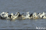 Pelican (Pelecanus spec.)