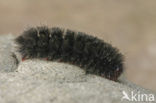 Nine-spotted Moth (Amata phegea)