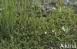 Pillwort (Pilularia globulifera)