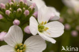 Pinksterbloem (Cardamine pratensis)