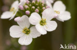 Pinksterbloem (Cardamine pratensis)