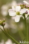 Pinksterbloem (Cardamine pratensis)