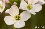 Pinksterbloem (Cardamine pratensis)