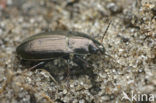 Platte Glimmer (Amara spreta)