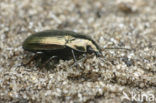 Amara spreta