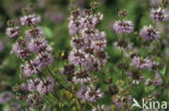 Polei (Mentha pulegium) 