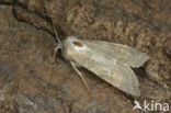 Populierengouduil (Xanthia ocellaris)