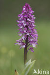 Lady Orchid (Orchis purpurea)