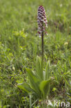 Lady Orchid (Orchis purpurea)