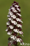 Lady Orchid (Orchis purpurea)