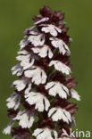 Lady Orchid (Orchis purpurea)