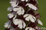 Lady Orchid (Orchis purpurea)