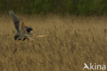 Purperreiger (Ardea purpurea) 