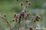 European Goldfinch (Carduelis carduelis)